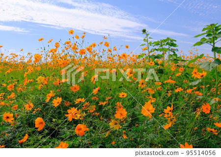 小野向日葵山公園 95514056