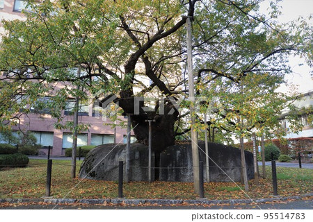 Ishiwarizakura Morioka City Iwate Prefecture Ishiwarizakura Morioka City Iwate Prefecture 95514783
