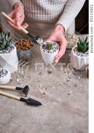 Woman planting Cactus Plant into White plastic Pot Woman planting Cactus Plant into White plastic Pot 95514801