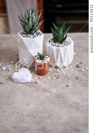 Potted Succulent haworthia Plant in White ceramic Pot Potted Succulent haworthia Plant in White ceramic Pot 95514812