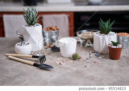 Cactus Plant with roots ready for planting into White plastic Pot Cactus Plant with roots ready for planting into White plastic Pot 95514813