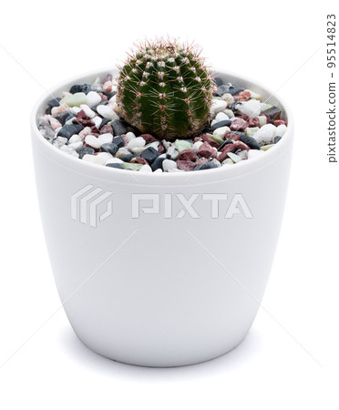 Cactus plant in White plastic Pot Isolated on White Background 95514823