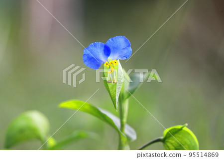 可愛的白晝花 可愛的白晝花 95514869