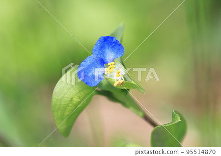 可愛的白晝花 95514870