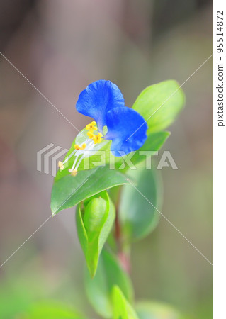 可愛的白晝花 可愛的白晝花 95514872