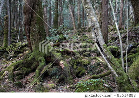 Aokigahara Jukai　 95514898