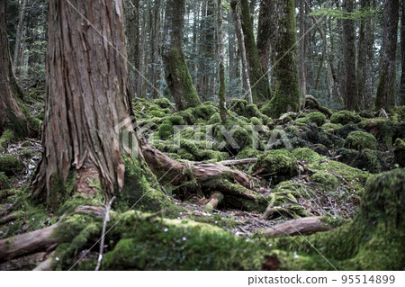 Sea of trees at the foot of Mt.Fuji Sea of trees at the foot of Mt.Fuji 95514899