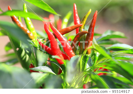 A lot of ripe red chili peppers A lot of ripe red chili peppers 95514917