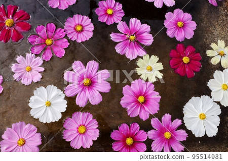 Cosmos of Wenji Temple Cosmos of Wenji Temple 95514981