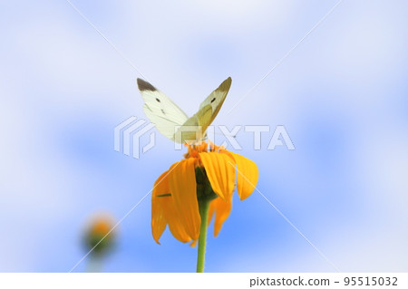 一隻白蝴蝶從花中吮吸花蜜 95515032