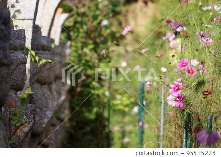 Cosmos of Wenji Temple Cosmos of Wenji Temple 95515223