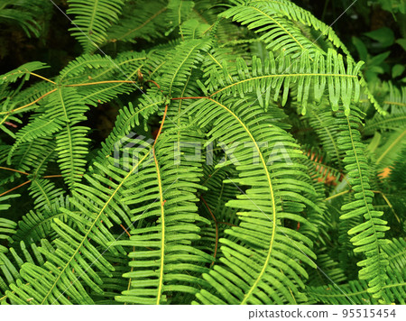 Ferns grow wild in the tropics. Shoots can be used as traditional cook & food. Shrubs of ferns can help keep the slope structure from eroding. Ferns grow wild in the tropics. Shoots can be used as traditional cook & food. Shrubs of ferns can help keep the slope structure from eroding. 95515454
