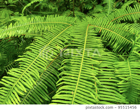 Ferns grow wild in the tropics. Shoots can be used as traditional cook & food. Shrubs of ferns can help keep the slope structure from eroding. Ferns grow wild in the tropics. Shoots can be used as traditional cook & food. Shrubs of ferns can help keep the slope structure from eroding. 95515456