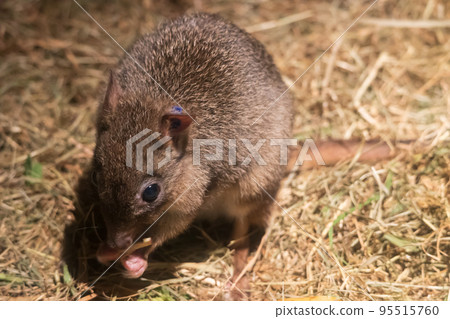 Husao鼠袋鼠 95515760