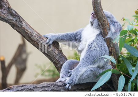 Koala sleeping on a tree Koala sleeping on a tree 95515768