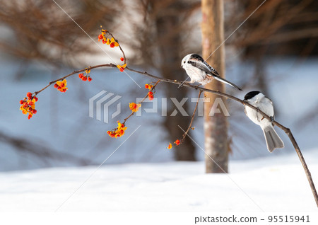 Long-billed Tit and Long-tailed Long-tailed Tit Long-billed Tit and Long-tailed Long-tailed Tit 95515941