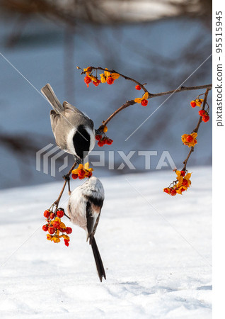 長嘴山雀和長尾山雀 95515945