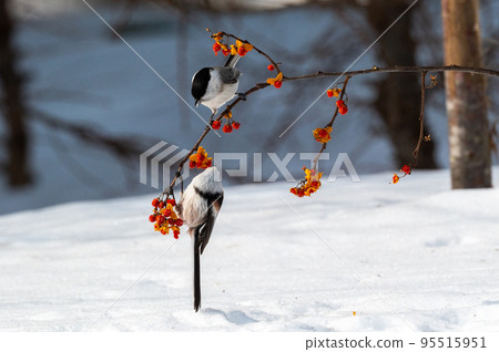 長嘴山雀和長尾山雀 95515951
