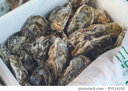 Boxed raw oysters in the shell directly from Nagasaki Prefecture Boxed raw oysters in the shell directly from Nagasaki Prefecture 95516202