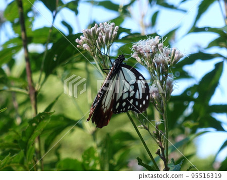 板栗虎蝴蝶蝴蝶 95516319