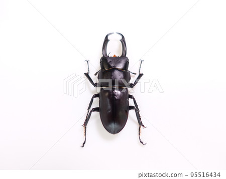 Stag beetle stag beetle summer vacation child 95516434