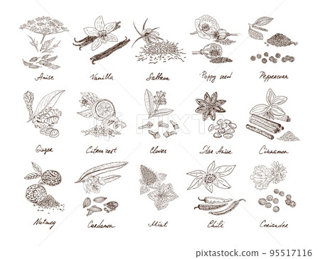Hand Drawn Natural Spices Set 95517116