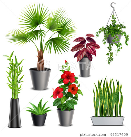 House Plants Realistic Set House Plants Realistic Set 95517409