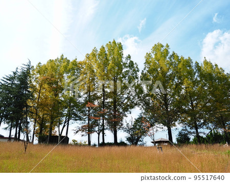 滋賀縣大津市琵琶湖玫瑰町(附近步行道) 滋賀縣大津市琵琶湖玫瑰町(附近步行道) 95517640