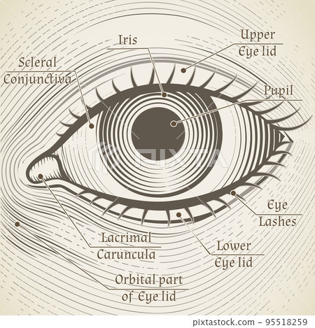 Vector human eye etching with captions. Cornea, iris and pupil Vector human eye etching with captions. Cornea, iris and pupil 95518259
