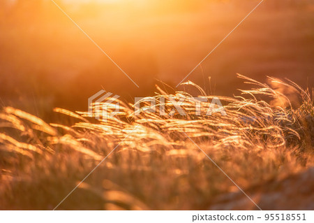 Field with wild grasses at sunset. Selective focus. summer landscape, rural nature. Feather pennisetum or Mission grass backlitght glow against the sunlight with sunflare and bokeh. place for text Field with wild grasses at sunset. Selective focus. summer landscape, rural nature. Feather pennisetum or Mission grass backlitght glow against the sunlight with sunflare and bokeh. place for text 95518551