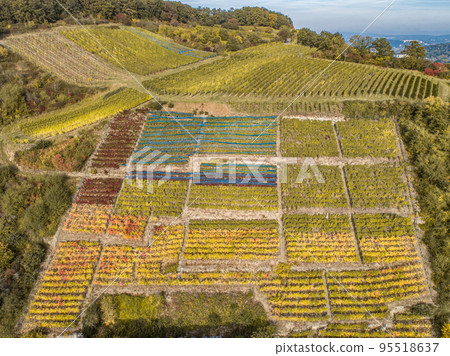 Aerial view Famous German Wine Region Moselle River Lay and Guels village Autumn Fall colors Aerial view Famous German Wine Region Moselle River Lay and Guels village Autumn Fall colors 95518637