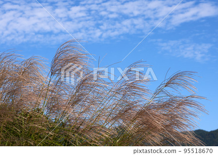 The pampas grass swaying in the wind and the copy space of the autumn sky The pampas grass swaying in the wind and the copy space of the autumn sky 95518670