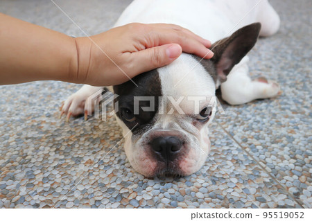groping dog or French bulldog  or sitting French bulldog , pat dog or touch dog 95519052