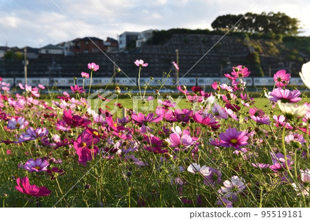 Keisei Line, running alongside cosmos fields at dusk, Chiba 95519181