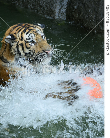 Amur tiger cub playing water polo (ball catching) Amur tiger cub playing water polo (ball catching) 95519405