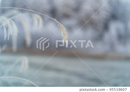 [Material of hoarfrost] Hijiri Kogen hoarfrost [Nagano Prefecture] 95519607