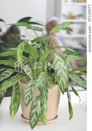 aglaonema ornamental potted plant. aglaonema flower at home, trendy plants for house design, urban jungle concept. vertical aglaonema ornamental potted plant. aglaonema flower at home, trendy plants for house design, urban jungle concept. vertical 95520071