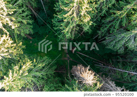 Crossroads of forest paths in a coniferous forest, top view 95520100