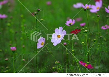 Kochi Prefecture Ochi Cosmos 95520159