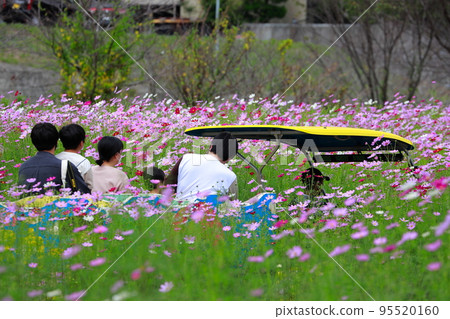 Kochi Prefecture Ochi Cosmos Kochi Prefecture Ochi Cosmos 95520160