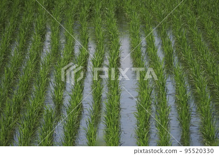 Rice paddy after rice planting 95520330
