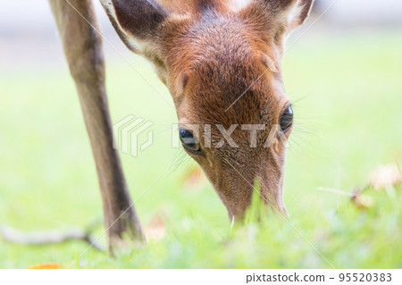Deer eating grass Deer eating grass 95520383