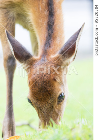 Deer eating grass 95520384