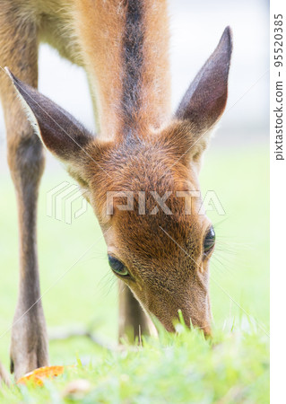 Deer eating grass 95520385