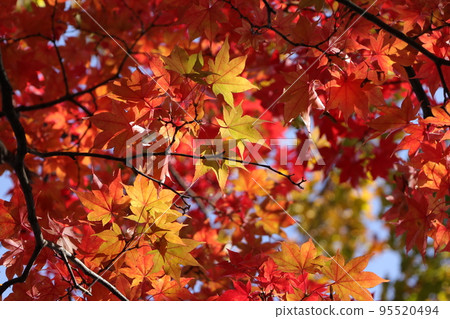 秋天的樹葉 95520494