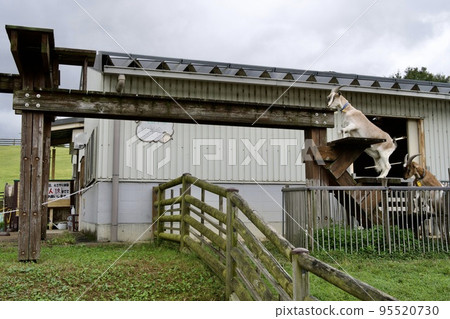 Goat bridge crossing at Uda Animal Park (Uda City, Nara Prefecture) 95520730