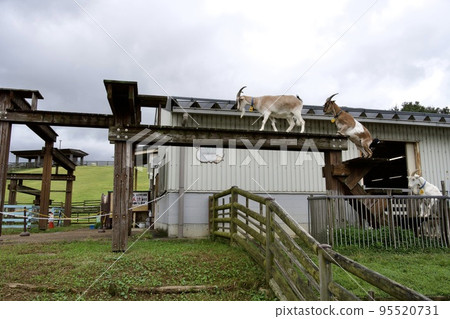 宇田動物園的山羊橋（奈良縣宇田市） 95520731