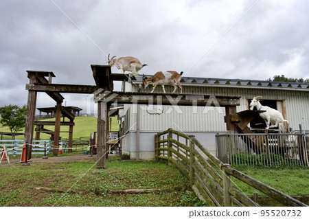 Goat bridge crossing at Uda Animal Park (Uda City, Nara Prefecture) 95520732