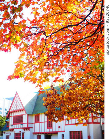北海道的絕景 北海道知事官邸的紅葉 95520746