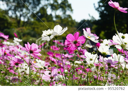 Cosmos Cosmos 95520762